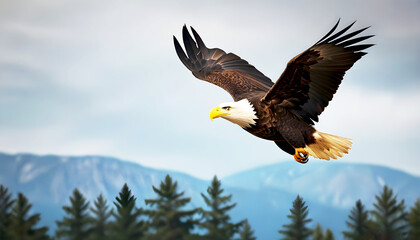 Obraz premium A bald eagle soaring low to the ground landscape