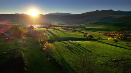 Cows grazing on green pasture, farming in beautiful rural scenery, sustainable bio milk and dairy products