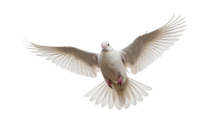 A bird flapping its wings in mid flight.
