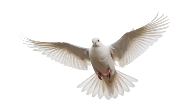 A bird flapping its wings in mid flight.