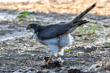 Female sparrow hawk with its catch. British wild bird.