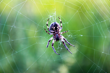 A spider sits in the center of the web on a green blurred background, close-up.