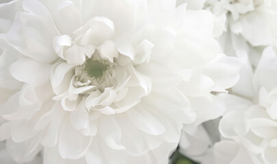 Close-up of White Flower Petals Creating a Stunning Floral Background