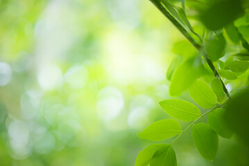 Green Leaf Bathed in Sunlight