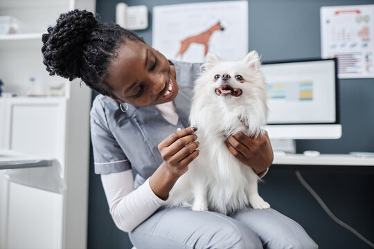 Image of happy white pomeranian dog sitting on lap of smiling female veterinarian of African American ethnicity after checkup in clinic