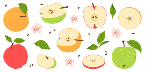 Apple fruit vector set. Whole, half, slice of red green and yellow apple fruit with green leaves and flowers collection. Hand drawn flat style isolated Vector illustration