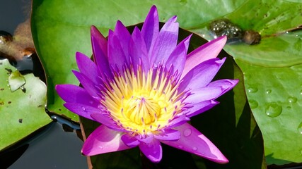 Lotusblumen und Seerosen