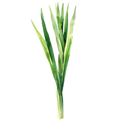 Obraz premium lemongrass watercolor illustration isolated on the white background 