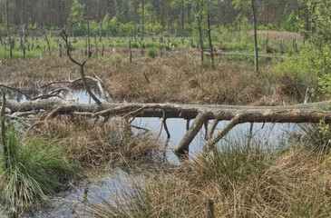 Wetlands. Landscape. Habitat of specific vegetation. 