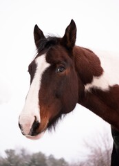 Obraz premium brown and white paint horse face