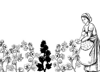 A cotton picker by hand. Black and white, detailed, graphic, vector illustration. A beautiful woman collects cotton with her own hands. Hand-drawn on a white background. For banner, poster, postcard.
