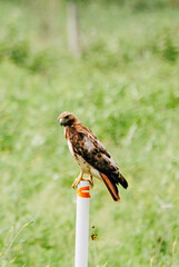 Hawk on a pole