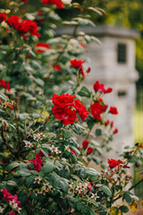 Fototapeta premium Crimson Red Garden Roses