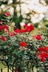 Many Red Roses on Bush