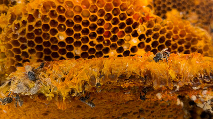 Wild bees sucking nectar from the hive. Bee larvae. Honey. Honeycomb.