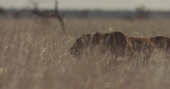 wide shot of a lioness(Panthera Leo) moving through the savanna in the afternoon in enya