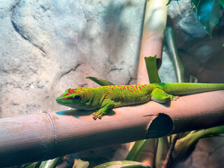 Big green iguana or lizard  on rope perch on stone. Wild animal, reptail