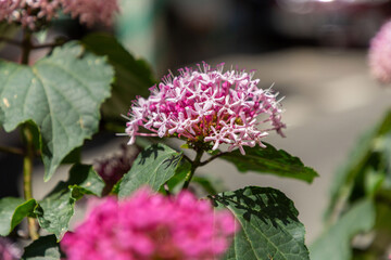 Clerodendrum bungei, commonly known as rose glory bower, glory flower or Mexican hydrangea