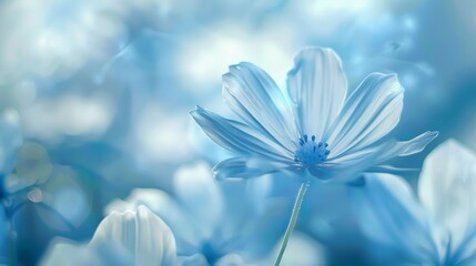 Delicate Blue Flower in a Blurred Field