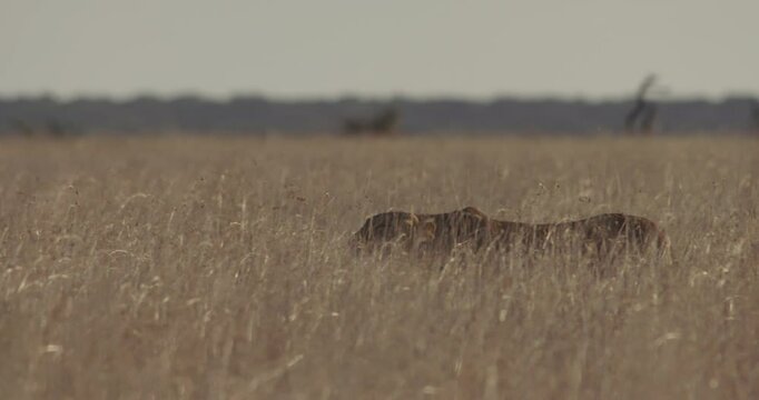 extreme wide shot of a lioness(Panthera Leo) tracking prey in the grasslands during afternoon in kenya