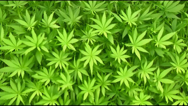 Marijuana, leaves hemp background close up video wallpaper flat lay nature background.