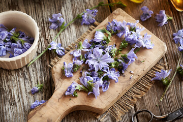 Chopped chicory flowers on a cutting board - preparation of herbal tincture