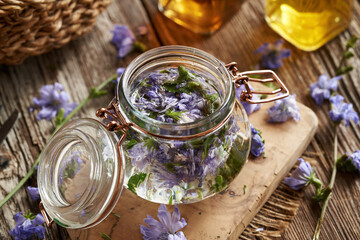 Preparation of herbal tincture from fresh chicory flowers and alcohol in a glass jar