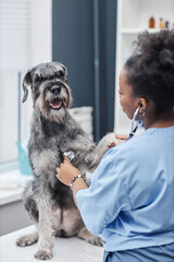 Vertical over shoulder shot of female African American veterinarian listening to heartbeat of...