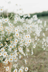 A serene meadow filled with blooming white daisies with yellow centers, surrounded by green stems. The background is softly blurred, emphasizing the vibrant daisies in the foreground. 