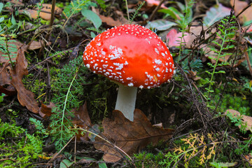 Fly agaric growing in the autumn forest