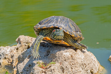 red-eared turtle basking in the sun