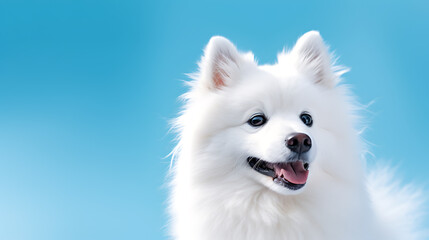 White dog with a happy expression against a bright blue sky.
