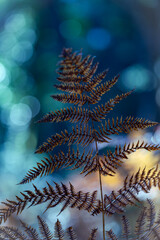 A closeup of a dried fern leaf. The leaf is brown and has a slightly hairy appearance. The image...