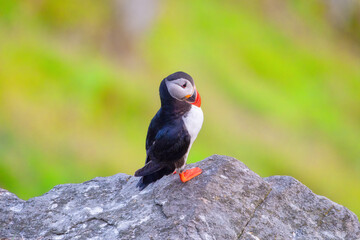 Puffin on the rocks. Birds living in Scandinavian countries. Fishing bird. Birds in the wild. Flying and waterfowl species of birds. Photo for wallpaper or background.