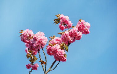 Close-up Prunus 'Kanzan' (Prunus serrulata or Prunus lannesiana) pink flowers in City park Krasnodar. Galitsky Park in spring 2024. Japanese cherry flowers as wallpaper background. Selective focus
