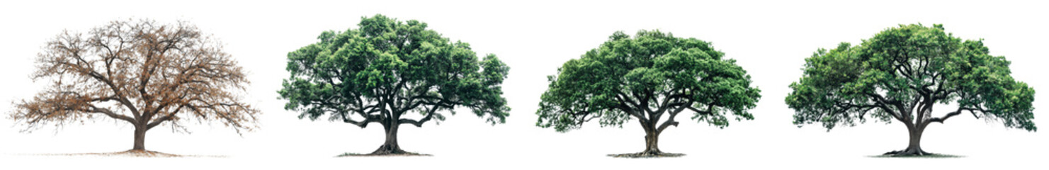 set of aesthetic trees isolated on transparent or white background