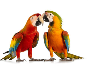 Fototapeta premium Zwei Papageien auf zwei beinen isoliert auf weißen Hintergrund, Freisteller 
