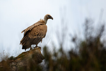 Cria de Buitre