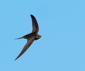 Common Swift (Apus apus) in flight. Bird in flight.