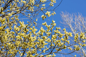 Yellow catkins Salix caprea blooming in spring