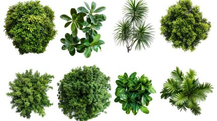 Fototapeta premium set of tropical shrub and bush on transparent background.