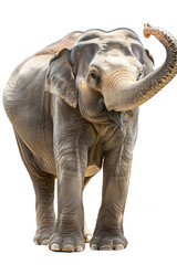 Obraz premium Indian elephant female greeting cutout