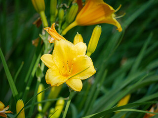Obraz premium Close-Up of Yellow Flower in Spring