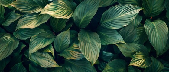 leaves of Spathiphyllum cannifolium in the garden, abstract green texture, nature dark tone background, tropical leaf