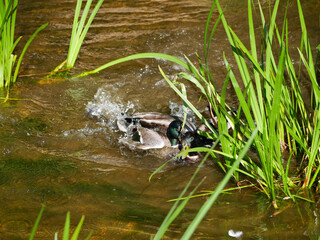 Two Mallard Ducks Play on Water