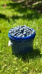Berries in the filed, blueberries picking, bucket © Michal