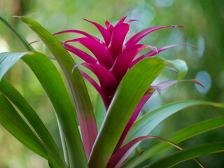 Pink Flower Blooms Through Green Leaves