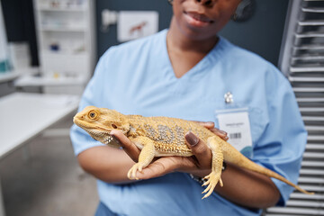 Side view of full-grown bearded dragon after medical treatment lying in hands of female reptile specialist of Black ethnicity in blue uniform in vet office, copy space