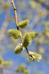 Yellow catkins Salix caprea blooming in spring