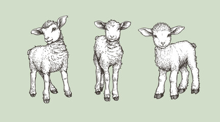 Hand drawn sketch lambs set. Farm animals vintage woodcut engraving style. Vector illustrations collection. © Sketch Master